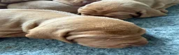 Hungarian Vizsla dogs for sale: Beautiful Hungarian Vizsla puppiesg vs in Richmond - Advert 4