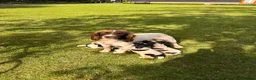 English Springer Spaniel dogs for sale: KC springer spaniels 1 male left ready to go  - Advert 17