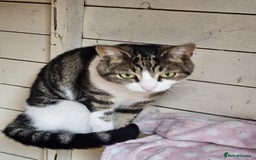 Domestic Shorthair cats for sale: Castrated male cat  - Image 1