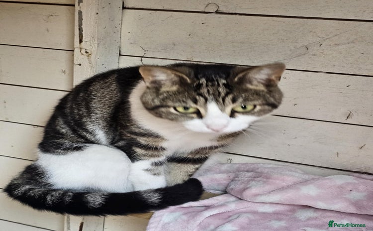 Domestic Shorthair cats - Advert 1