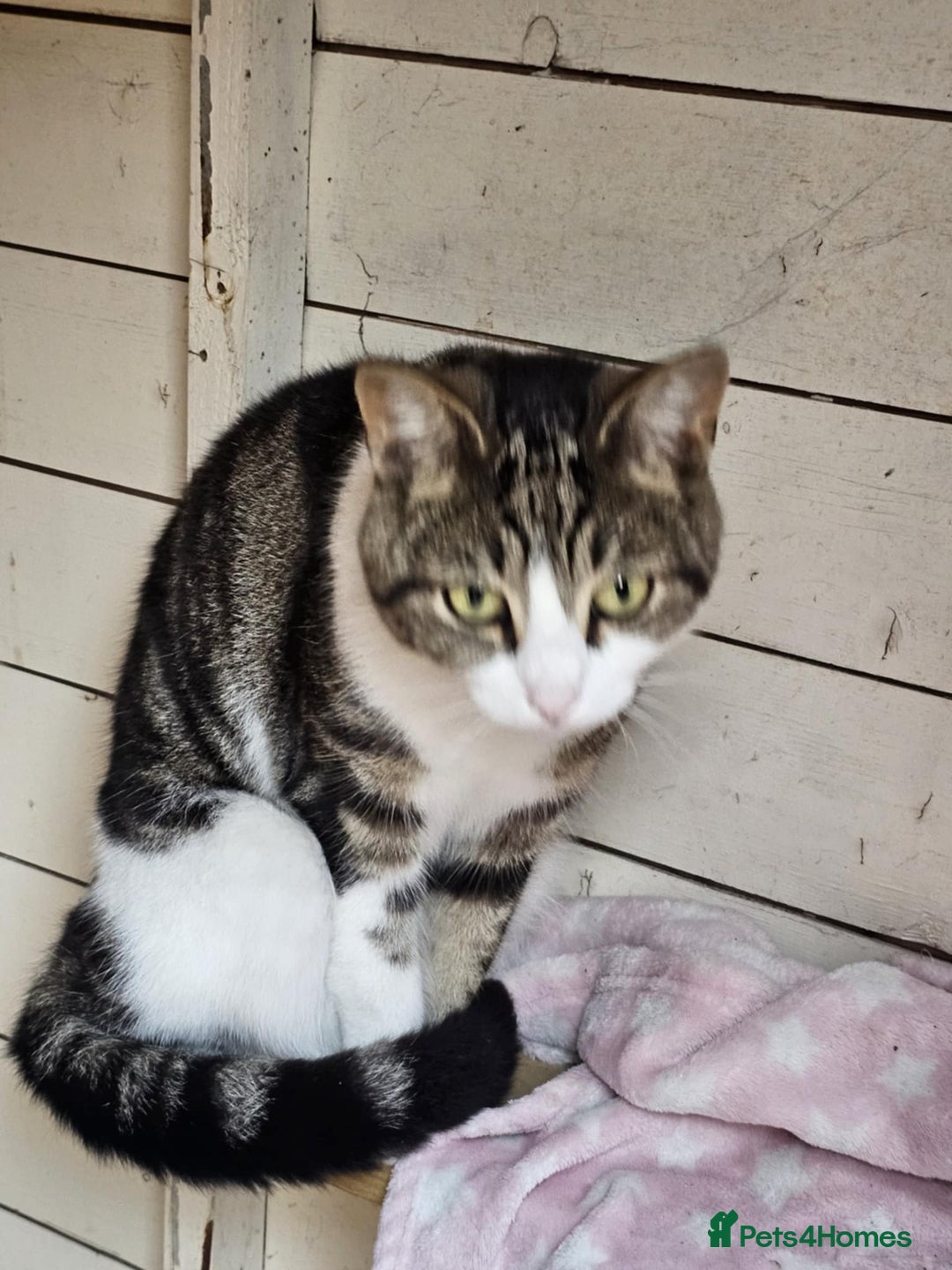 Domestic Shorthair cats for sale: Castrated male cat  - Image 1