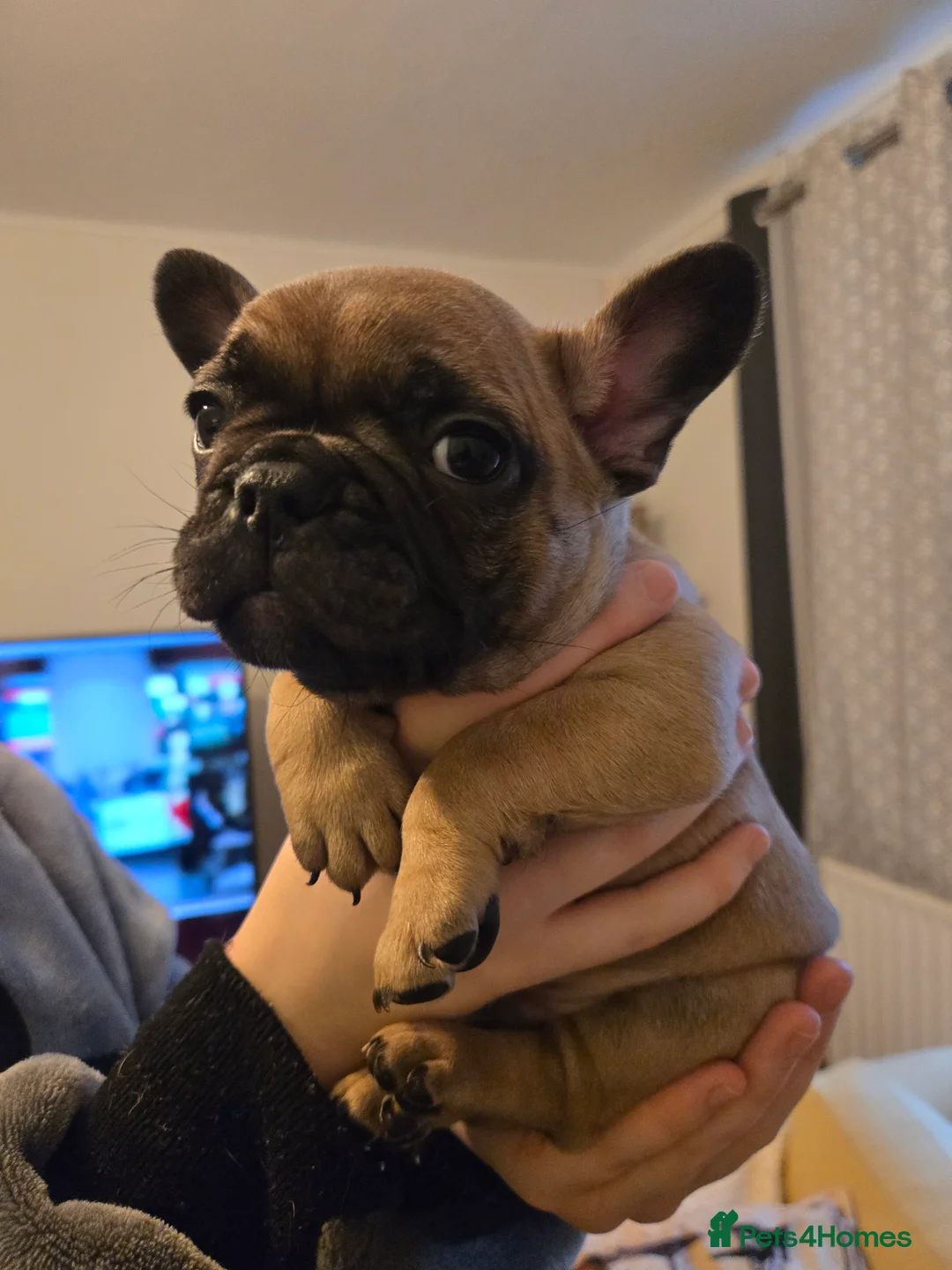 French Bulldog dogs for sale: French bulldog puppies.  - Advert 19