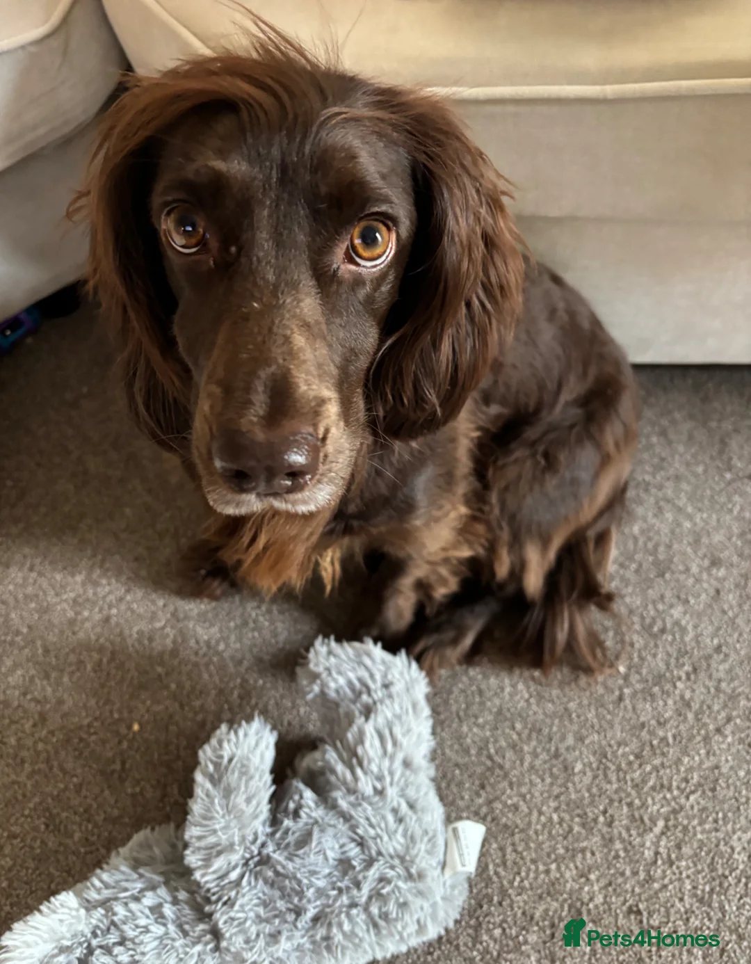 Cocker Spaniel dogs for sale: (Possibly reserved) Spayed Female Cocker Spaniel - Advert 3