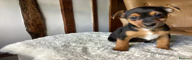 Jack Russell Puppy 6