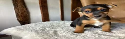 Jack Russell dogs for sale: Gorgeous Miniature Black and Tan Jack Russells in Llanbrynmair - Advert 2