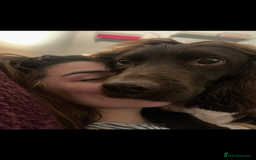 German Shepherd dogs for sale: URGENT home needed for my dogs - Image 2