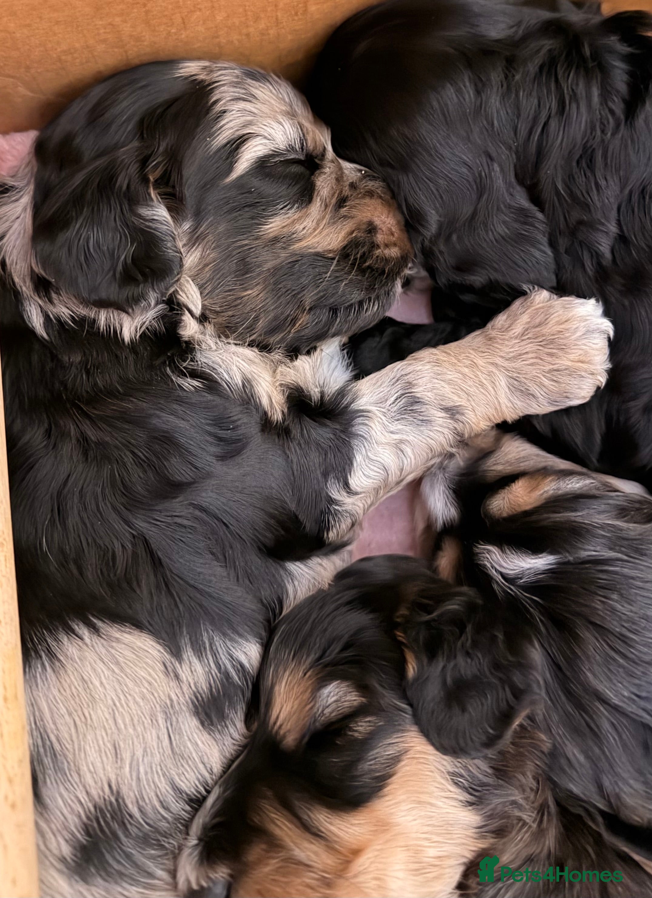 Cockapoo dogs F1 Cockapoo Puppies - Advert 18