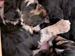 Cockapoo dogs F1 Cockapoo Puppies - Advert 18