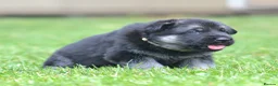 German Shepherd dogs for sale: ⭐ Rare East European Shepherd Puppies UK - Advert 19