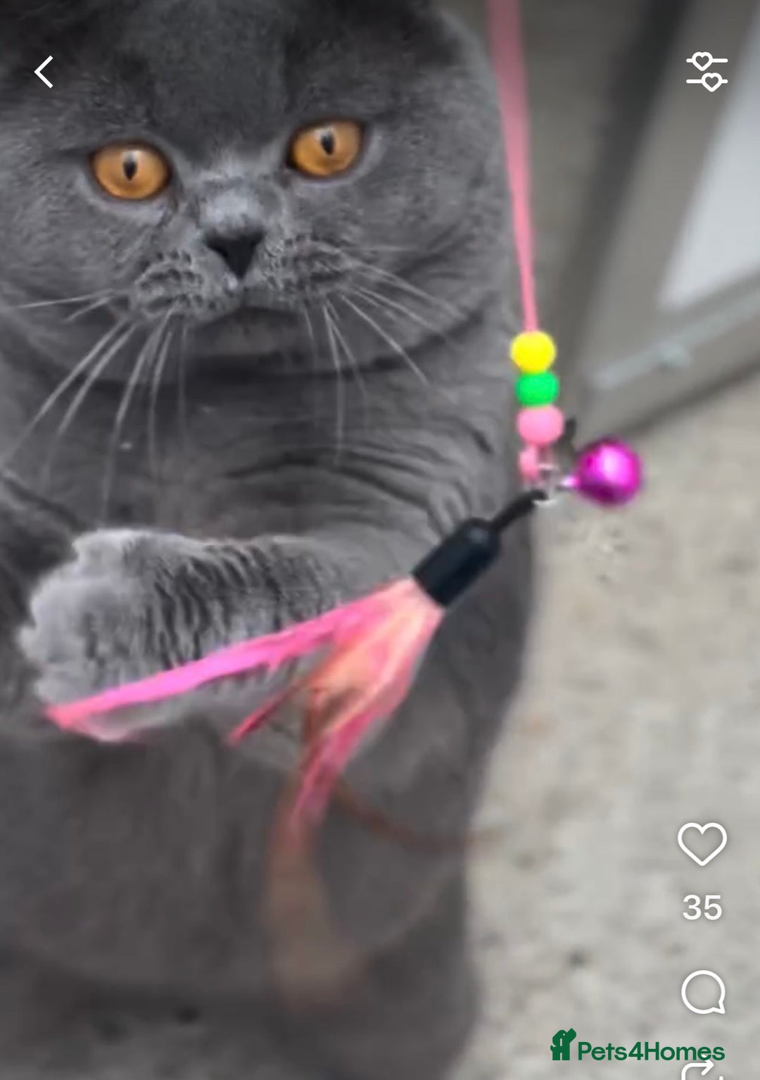 British Shorthair cats for stud: Champion Blue Boy, Kotoffski Lines FOR STUD - Advert 9