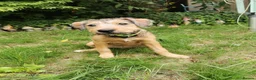 Mixed Breed dogs for sale: 7 beautiful staffie x labradoodle puppies for sale - Advert 6