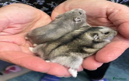 Hamster rodents for sale: Baby Winter White Russian hamsters from show stock - Image 7