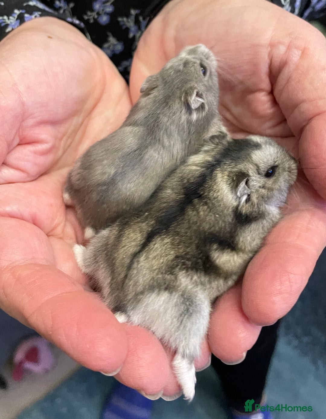 Hamster rodents for sale: Baby Winter White Russian hamsters from show stock - Image 7