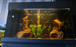 Angelfish fish for sale: Community Fish in Hove - Image 1