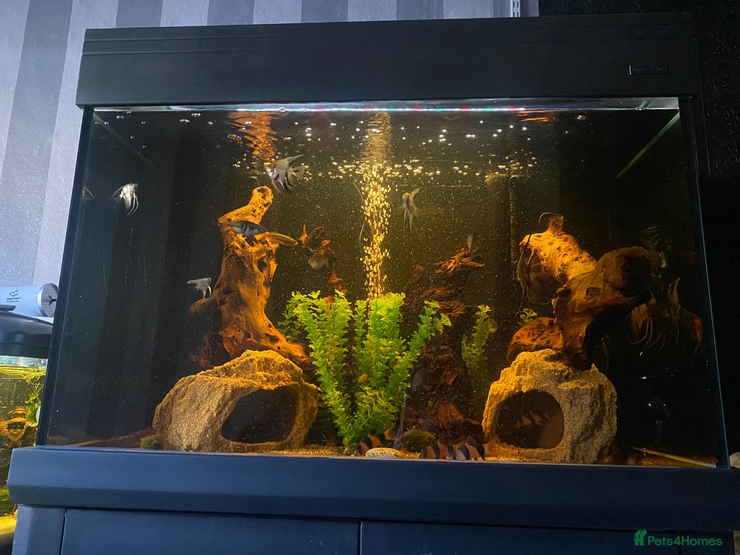 Angelfish fish for sale: Community Fish in Hove - Image 1