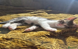 Mixed Breed cats for sale: 3 Beautiful Kittens - Advert 5