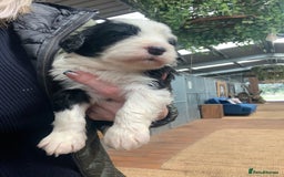 Sheepadoodle dogs for sale: Medium Sheepadoodle Puppies Available  - Image 8