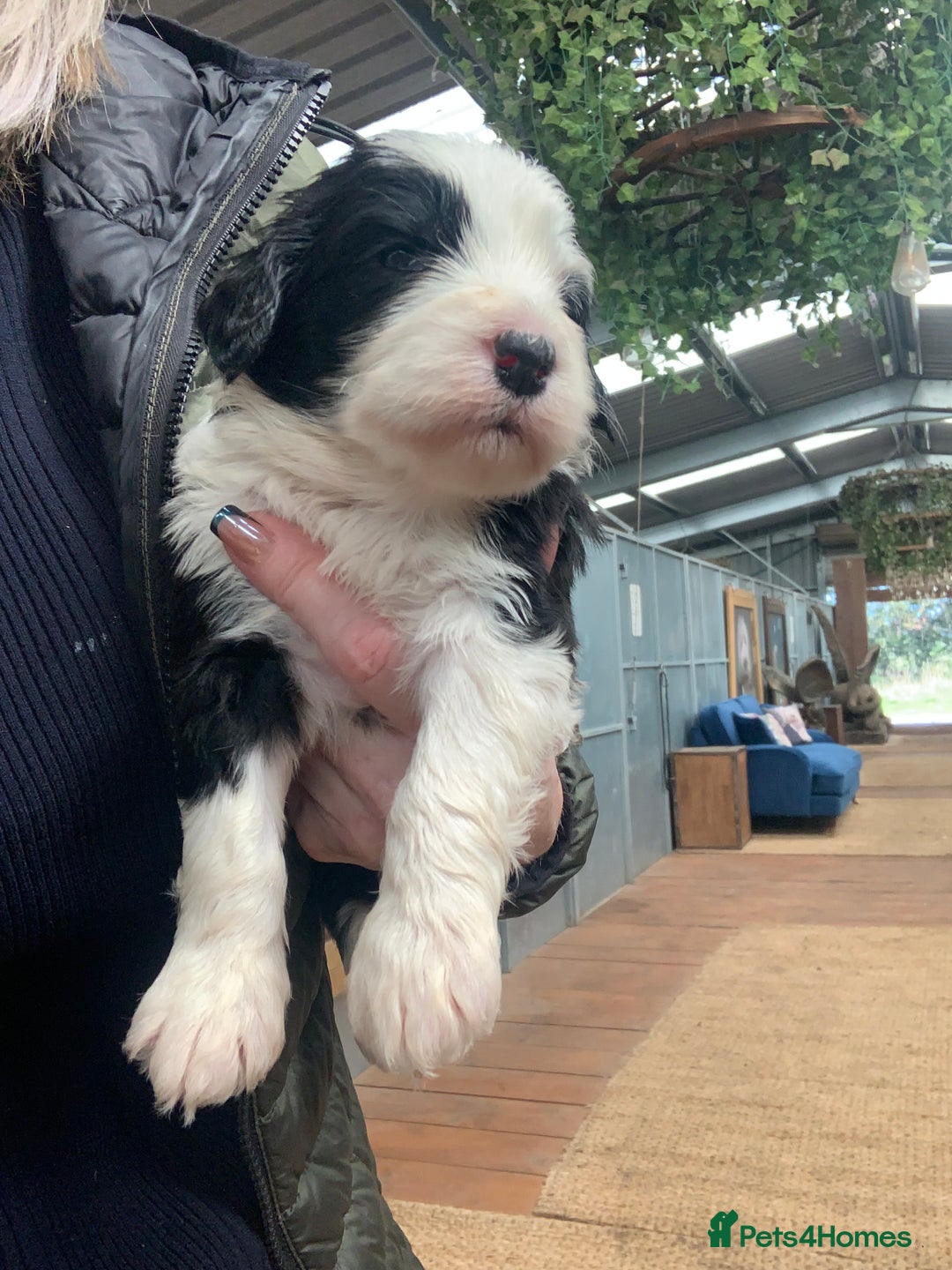 Sheepadoodle dogs for sale: Medium Sheepadoodle Puppies Available  - Image 8