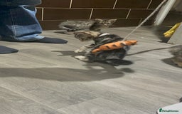 Mixed Breed cats for sale: 4 stunning tabby kittens - Image 12