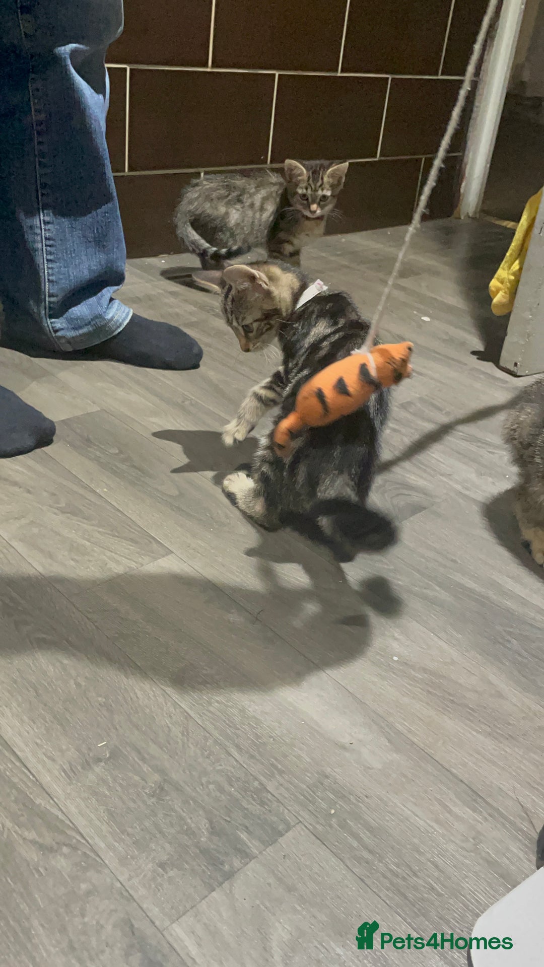 Mixed Breed cats for sale: 4 stunning tabby kittens - Image 12