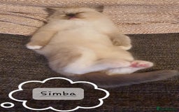 Ragdoll cats for sale: ✨🐾Ragdoll Kittens Ready for Their Loving Homes🐾✨ - Advert 2