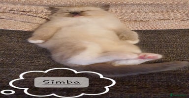 Ragdoll cats ✨🐾Ragdoll Kittens Ready for Their Loving Homes🐾✨ - Advert 11