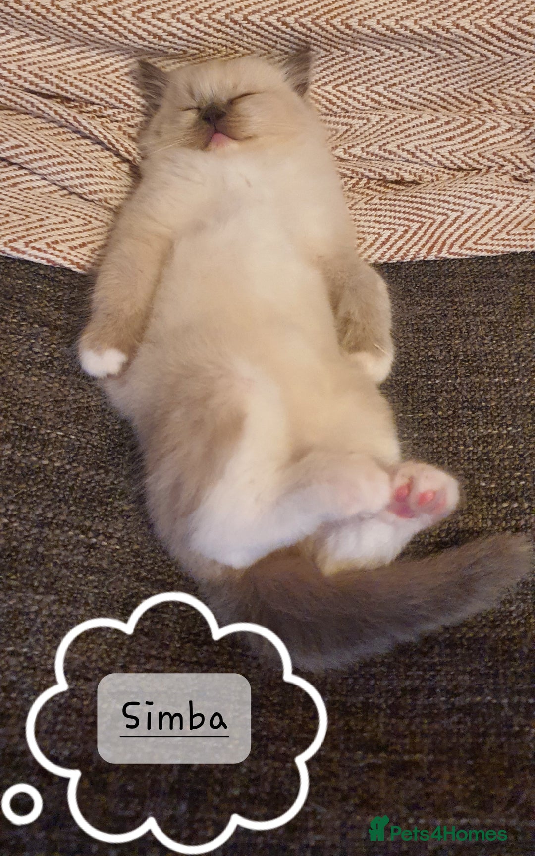 Ragdoll cats for sale: ✨🐾Ragdoll Kittens Ready for Their Loving Homes🐾✨ - Advert 2