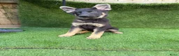 German Shepherd dogs for sale: german shapahd puppy 4 month old  - Advert 7