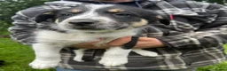 Mixed Breed dogs for sale: Collie x huntaway  - Advert 8