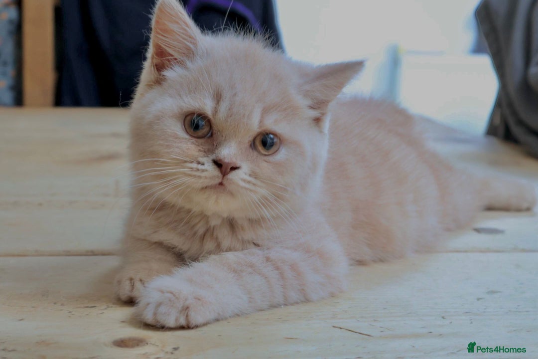 British Shorthair cats for sale: Full Pedigree Cream & Blue BSH Kittens READY - Image 5