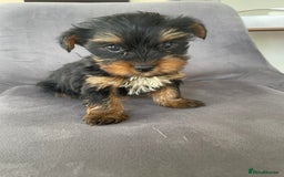 Yorkshire Terrier dogs for sale: 💖one beautiful tiny girl left 💖 - Image 20