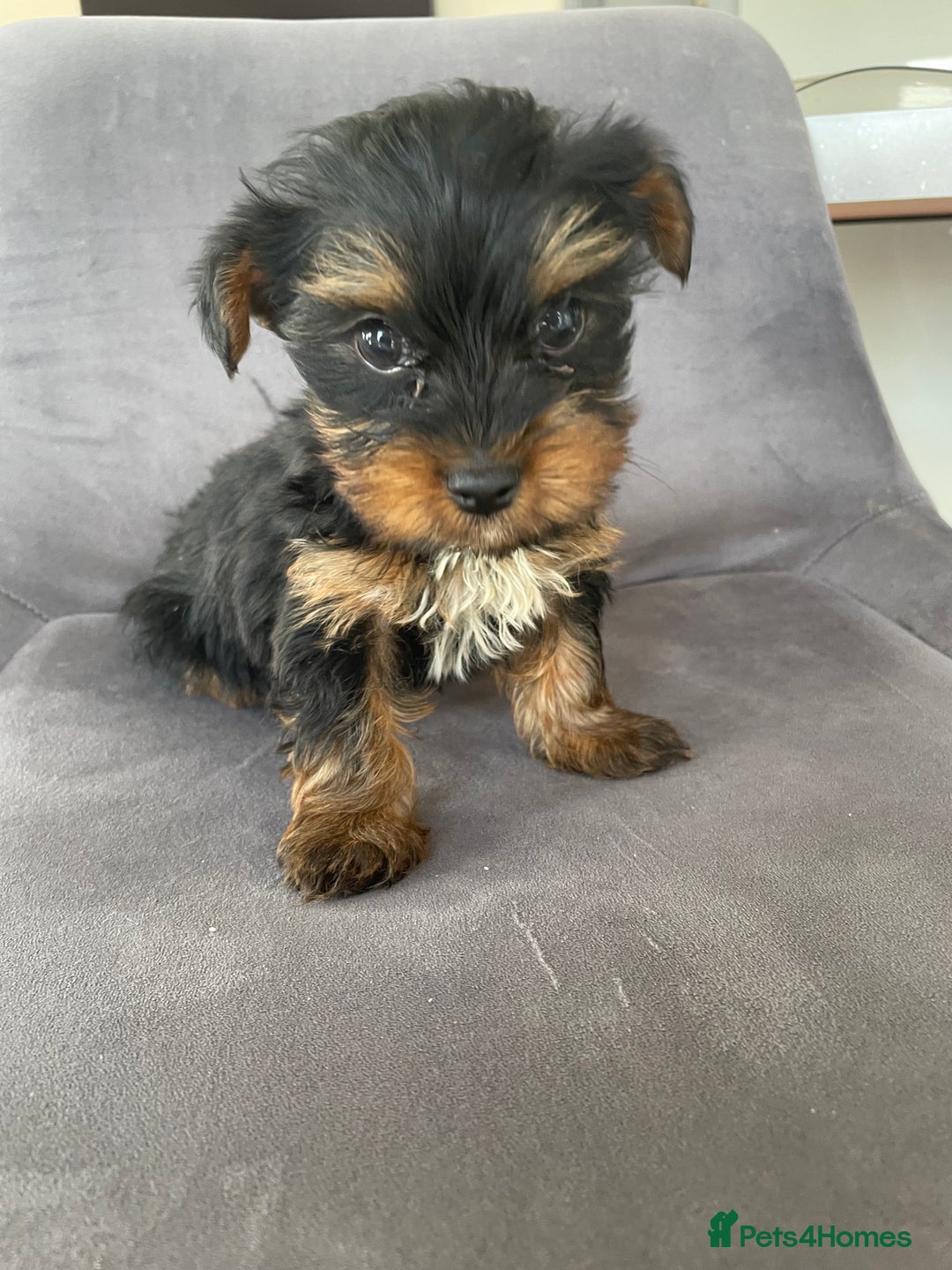Yorkshire Terrier dogs for sale: 💖one beautiful tiny girl left 💖 - Image 20