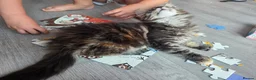 Maine Coon cats for sale: 🌟 1 Stunning Torbie girl left 🌟 TICA reg'd🌟 - Advert 4