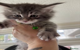 Maine Coon cats for sale: 3 females 1 male Maine Coone kittens - Image 18
