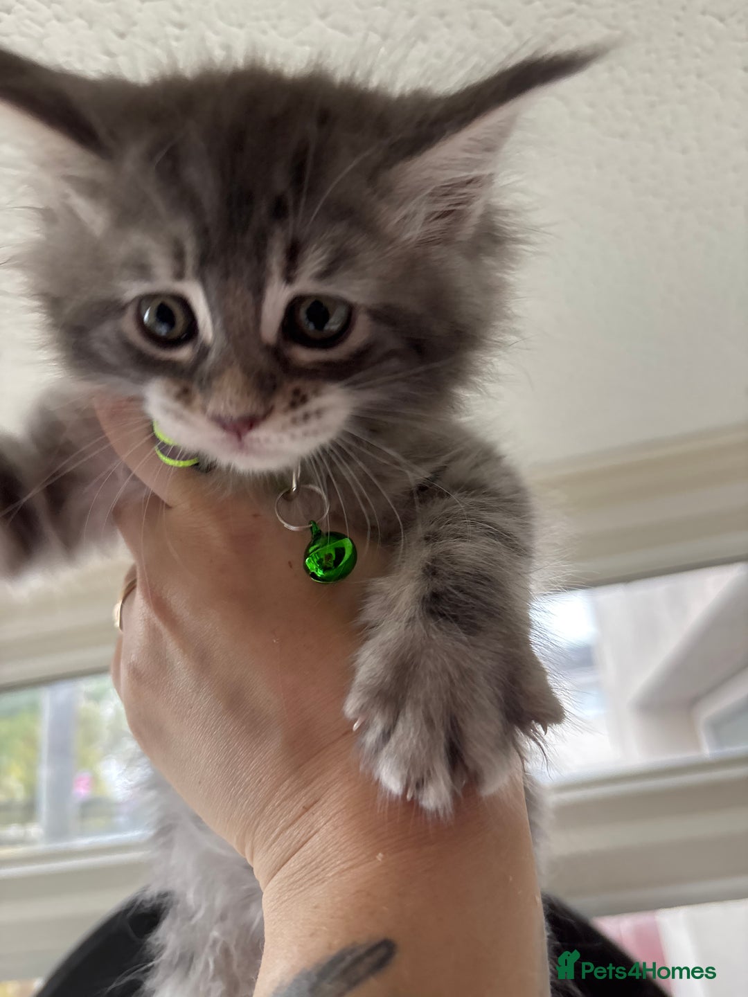 Maine Coon cats for sale: 3 females 1 male Maine Coone kittens - Image 18