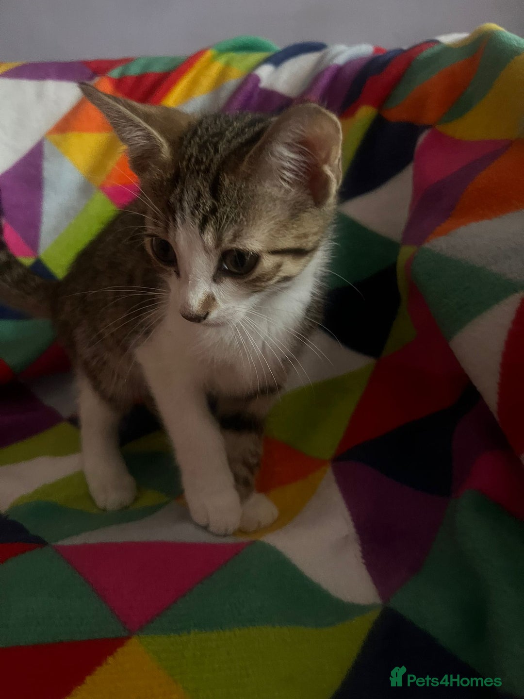 Mixed Breed cats for adoption: 3 x rescue tabby kittens looking for homes - Image 3