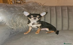 Chihuahua dogs for sale: Chihuahua Puppies–Stunning Colours–Ready for Homes - Image 9