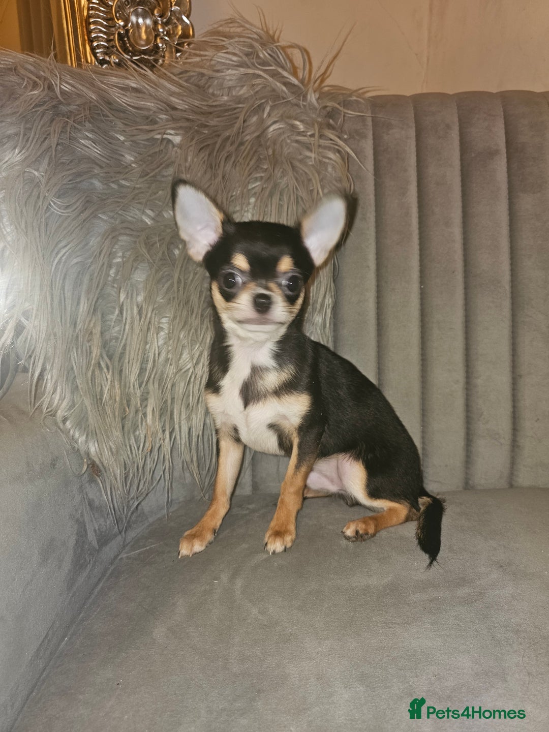 Chihuahua dogs for sale: Chihuahua Puppies–Stunning Colours–Ready for Homes - Image 9