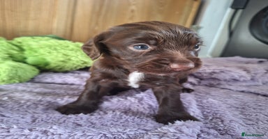 Sprocker dogs - Advert 16