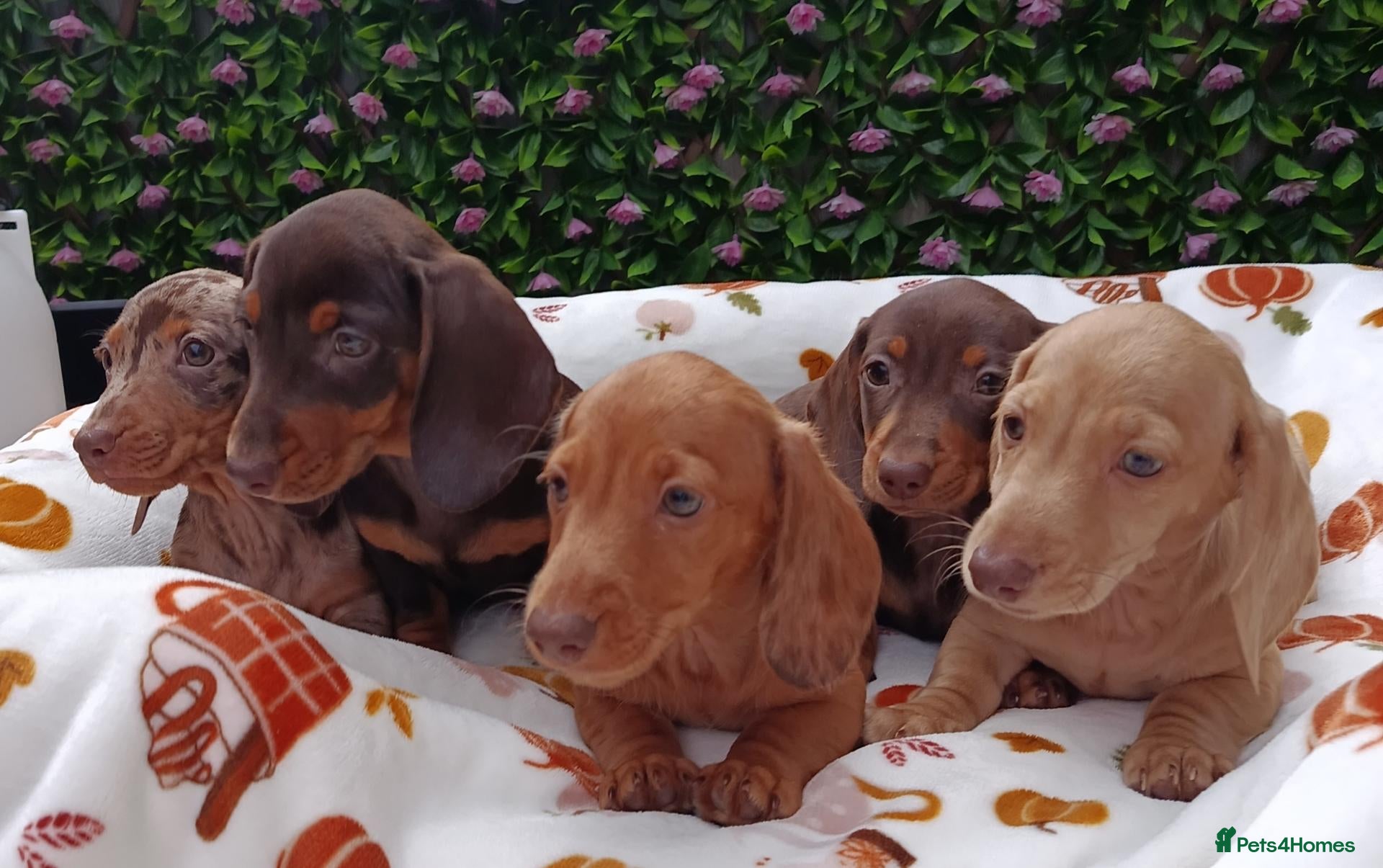 Miniature Dachshund dogs READY NOW MINI DAXI KC REG PRA CLEAR - Advert 1