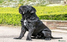 Neapolitan Mastiff dogs for stud: Neapolitan mastiff stud  - Image 3