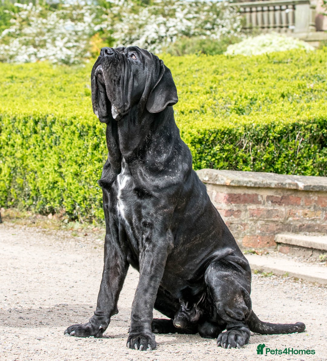 Neapolitan Mastiff dogs for stud: Neapolitan mastiff stud  - Image 3