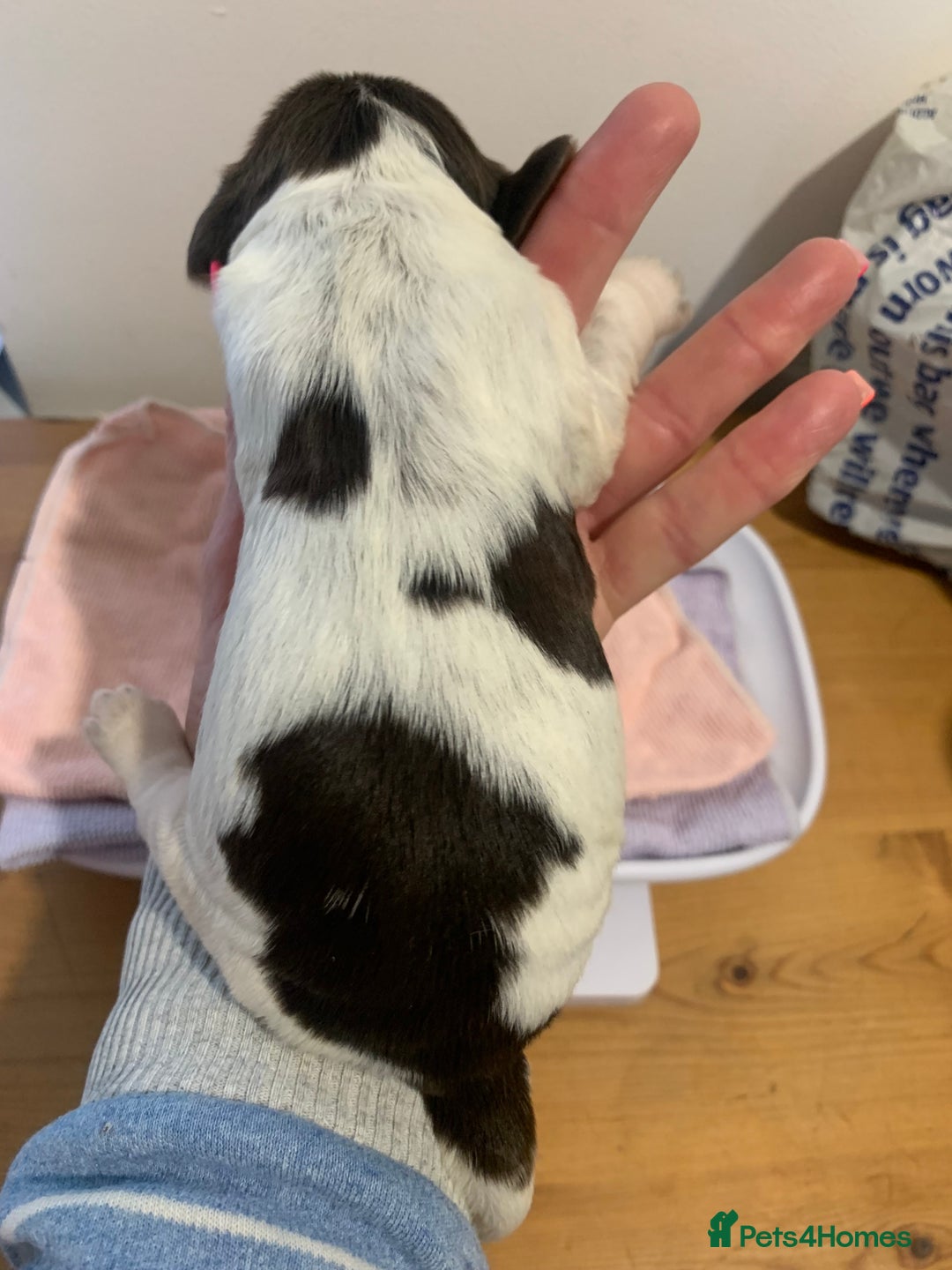 Cocker Spaniel dogs for sale: Beautiful show line cocker spaniel puppies  - Advert 33