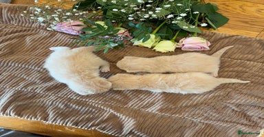 British Shorthair cats - Advert 6