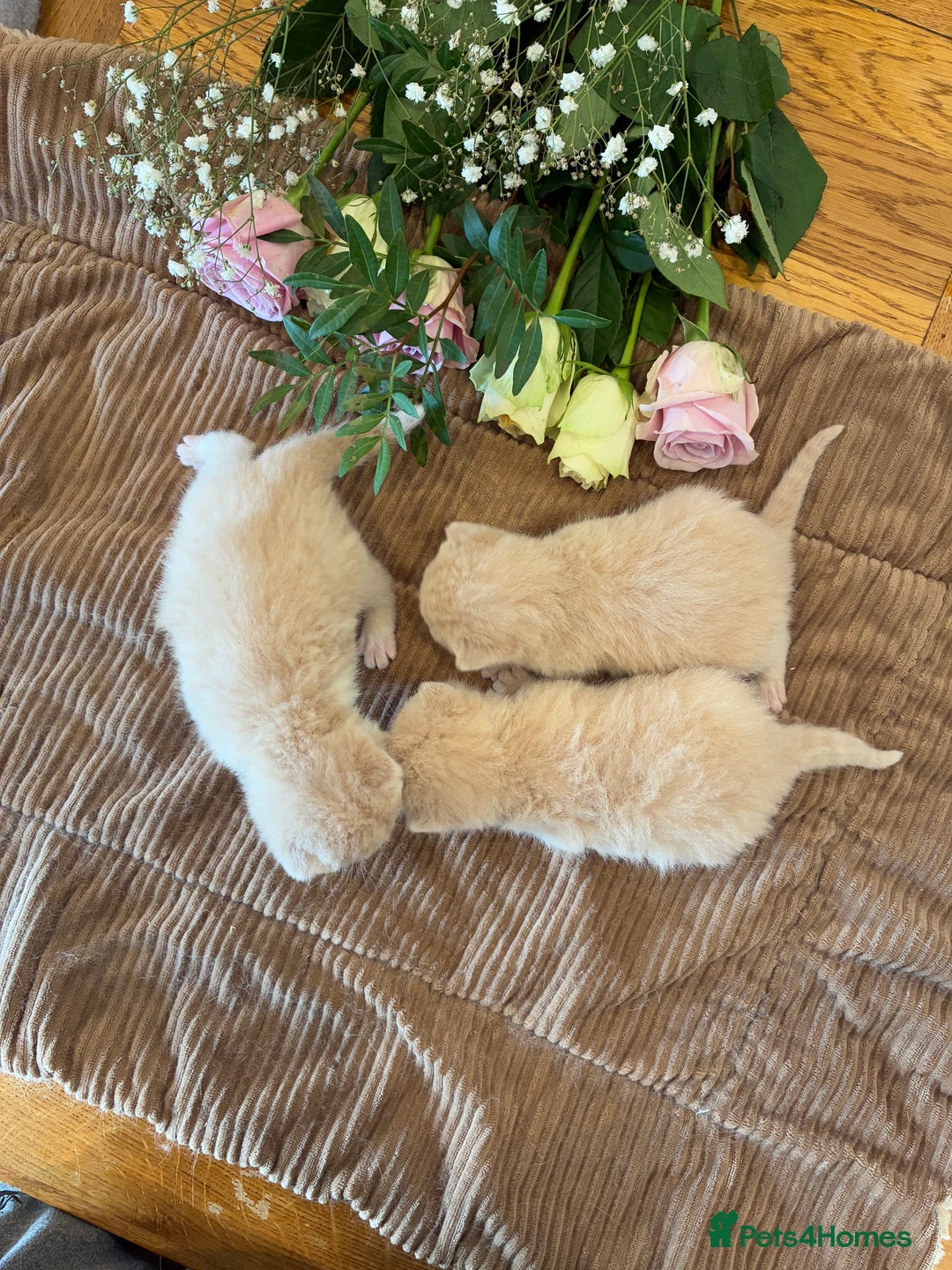 British Shorthair cats for sale: 5 TICA BRITISH SHORTHAIRED KITTENS - Image 3