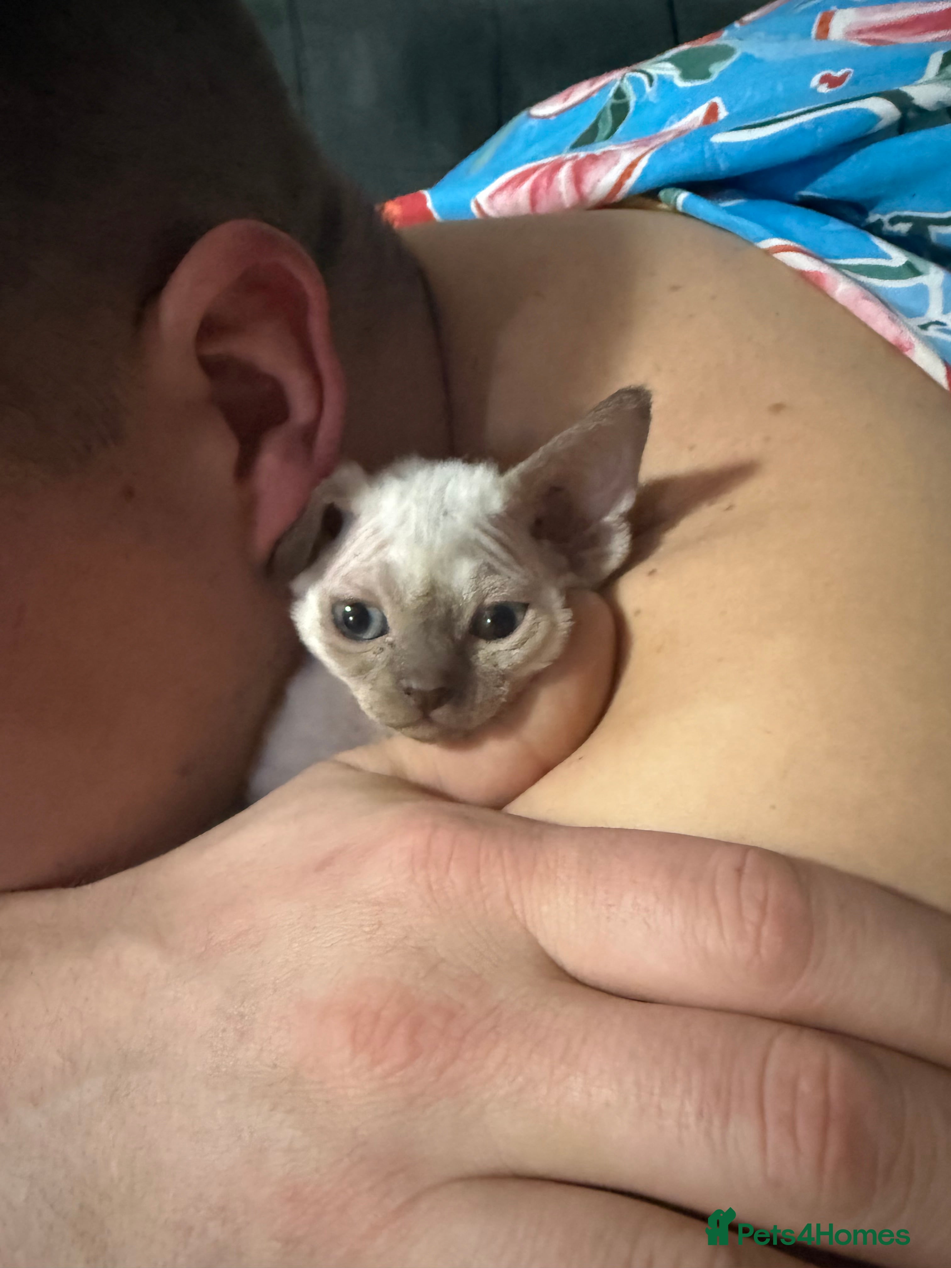 Devon Rex cats 😍😍😍 2 girls left registered GCCF😍😍😍 - Advert 1