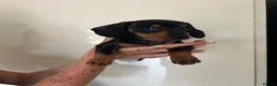 Dachshund dogs for sale: 2 black & tan Dachshund puppy’s READY NOW   - Advert 10