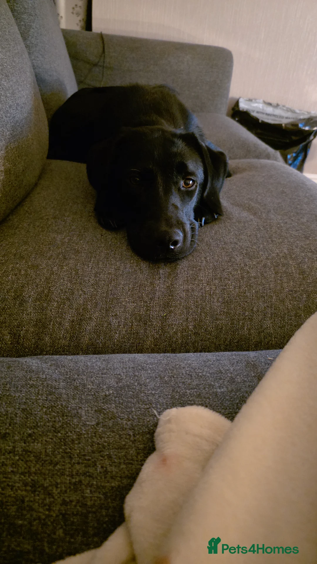 Labrador Retriever dogs for sale: Black labrador - Advert 3