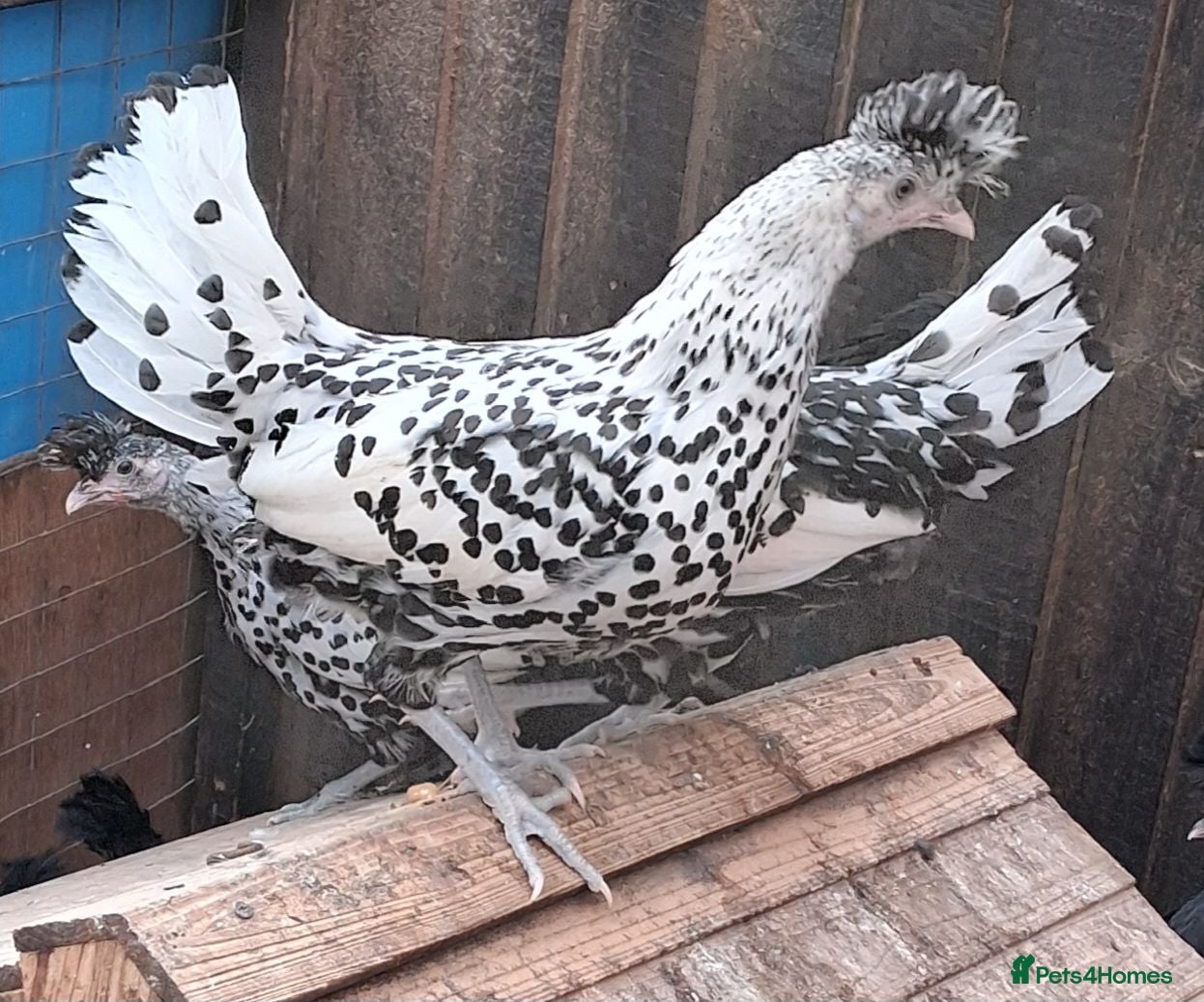 Chickens poultry Appenzella large fowl all female  - Advert 1