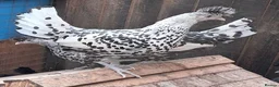 Chickens poultry for sale: Appenzella large fowl all female  - Advert 1